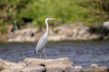 Heron grey, ardea cinerea perched on rocks near a river, surrounded by lush greenery. Capturing the...