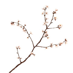 Fototapeta premium Delicate Branch of Spring Blossoms Isolated on transparent