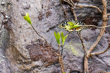 Large tropical butterfly on a plant leaf. Butterflies in a butterfly house. Show of exotic tropical butterflies.