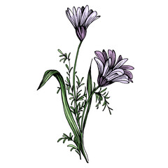 Aesthetic flowers daisies, chamomile isolated on white background