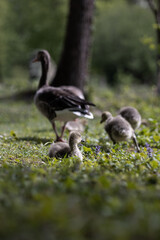 Wild Goose Goslings with Mother in Natural Habitat