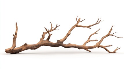 Obraz premium Dried Tree Branch Isolated on White Background
