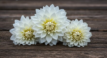 Obraz premium Elegant White Dahlias on Rustic Wood - Three pristine white dahlias, symbols of elegance, purity, innocence, new beginnings, and lasting love, rest on a rustic wooden surface