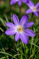 purple flowers with yellow centers in a grassy field
