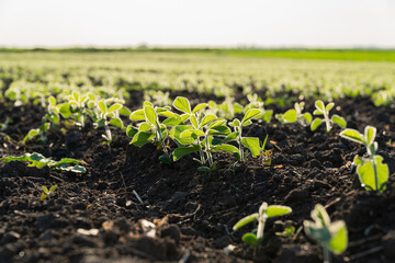 Young soybean plants emerge from rich soil, basking in sunlight on a clear day in a thriving agricultural field