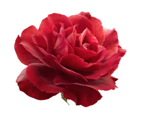 Naklejka premium Vibrant red rose for romantic occasions and arrangements, cut out transparent