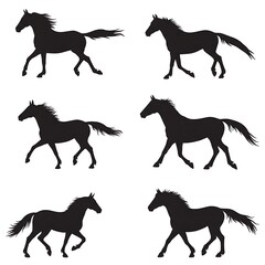 Equestrian Motion Study