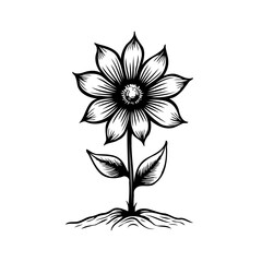 Monochrome floral botanical engraving, isolated daisy style bloom illustration