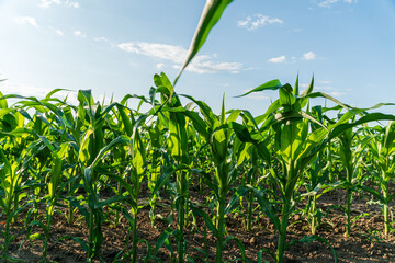 Young corn sprouts thrive in a rural field, reaching for the sunlight under a clear sky, signaling the arrival of the growing season