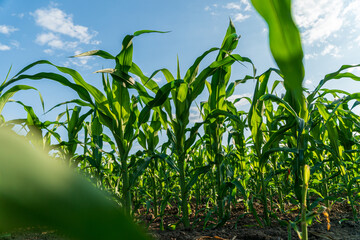 Rows of young corn plants thrive in a rural agricultural field, reaching for sunlight against a clear sky