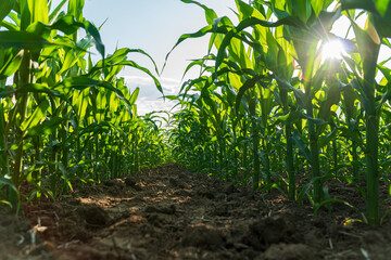 Corn plants are growing vigorously in a rural field, basking in the warm sunlight of early summer days
