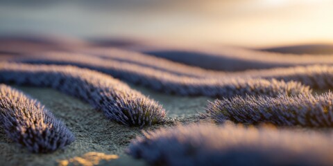 Serene Lavender Fields at Sunrise with Gentle Waves and Soft Light Creating a Beautiful Landscape Scene