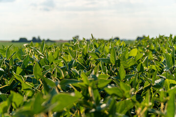 Healthy soybean plants stretch towards the sky in a vibrant field, basking in sunlight during the growing season on a clear day