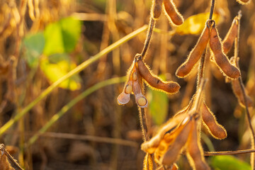Soybean pods hang from plants under soft golden light, showcasing growth in a thriving farm...