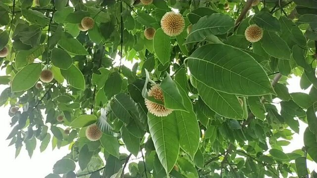 Kadam Tree with Flowers Swaying in Breeze &ndash; Beautiful Nature Scene