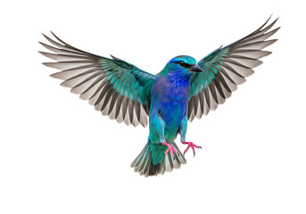Fototapeta premium Blue Bird in Flight: Stunning Image