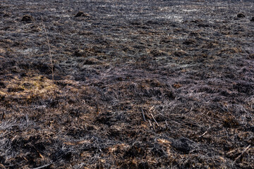 Charred land reveals the aftermath of a wildfire, with blackened earth and sparse vegetation visible under a clear sky