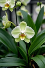 there is a close up of a green plant with white flowers