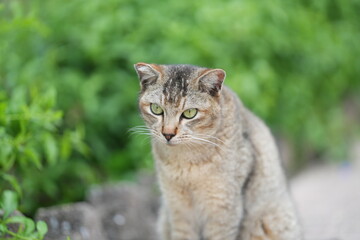 cat in the grass