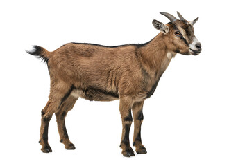 Obraz premium Brown Goat Breed Images