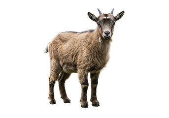 Adorable Baby Goat Photo