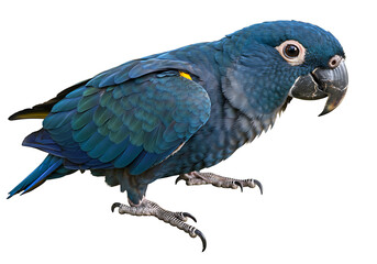 Obraz premium Blue Parrot: Pictures & Facts