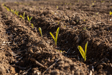 Young corn plants push through the dark soil, showcasing vibrant green leaves in a sunny rural environment, signaling the arrival of spring