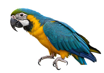 Blue-Gold Macaw Parrot Image
