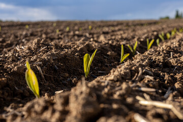 Newly sprouted corn plants grow in neat rows, showcasing vibrant green leaves rising from moist earth on a rural farm