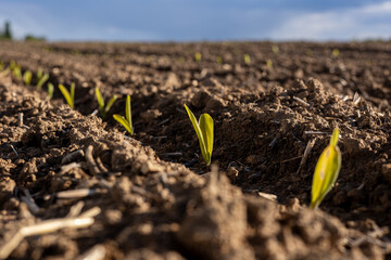 Newly sprouted corn plants are pushing through rich soil in a rural field, signaling the arrival of spring and the beginning of the growing season