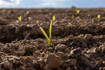 Green corn sprouts emerge from rich soil, signaling the growth of crops in a rural field under bright sunlight