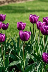 Fototapeta premium purple tulips in a field of green grass with a bench in the background