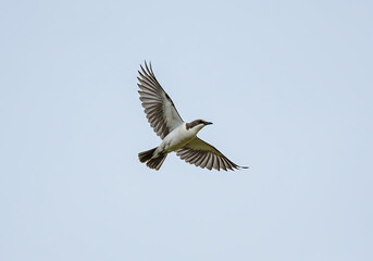 Obraz premium Osprey in Flight: Bird Photography