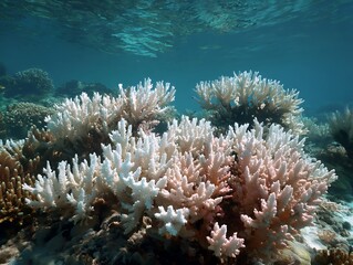 Low-angle view of A coral reef showing significant bleaching underwater.