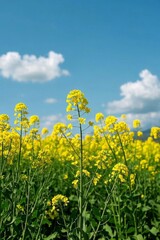 Fototapeta premium yellow flowers in a field with a blue sky in the background