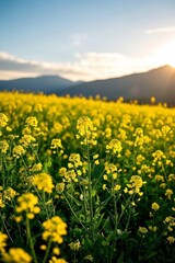 Obraz premium a close up of a field of yellow flowers with the sun setting in the background