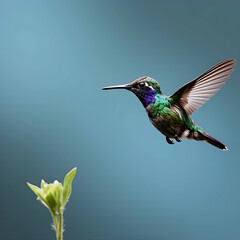Fototapeta premium A vibrant hummingbird with a striking purple throat and emerald green plumage hovers near a budding flower against a soft blue backdrop