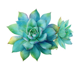 Obraz premium Vibrant succulent plants for home decor and design ideas, cut out transparent