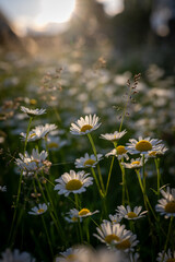 Margeritenwiese im sanften Abendlicht