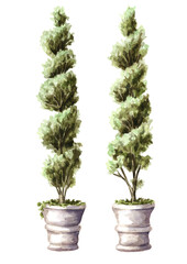 Boxwood in a planter set, element of landscape design. Hand drawn watercolor illustration isolated on white background
