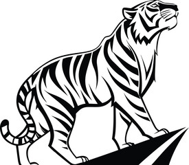 tiger on white background