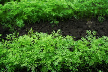 Young spring dill growing in a greenhouse. Background from growing dill, close-up. Dill in the interline for publication, design, poster, calendar, screensaver, wallpaper, cover, website.