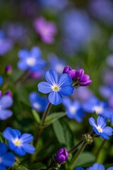 a close up of a bunch of blue flowers with purple centers