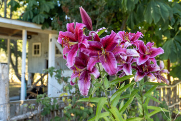 Close-Up of Bright Fuchsia Tulips in a Home Garden