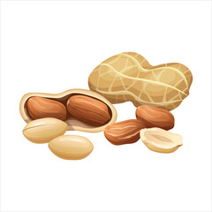 Realistic illustration of fresh peanuts