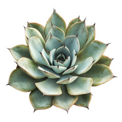 A succulent plant with blue-green leaves and sharp points a detailed close up shot