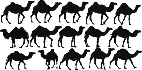 Best Camel Silhouettes - Desert Animal Outlines for Travel Brands, Logos & Wall Art. High-Quality Vector Files in Black & White. Perfect for Middle Eastern Themes, camel isolated on white background