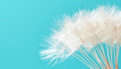 Fluffy dandelion seeds against turquoise