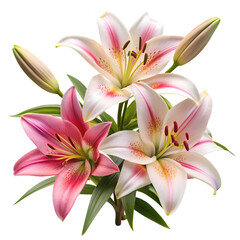 Fototapeta premium Stunning Pink and White Lilies HighResolution Flower Images isolated on transparent background