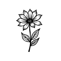 Elegant botanical illustration: A detailed monochrome floral drawing of a blossom